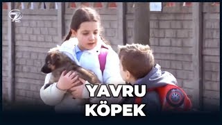 Yaşanmış Olaylar  Yavru Köpek [upl. by Euqinoj114]