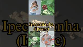 Ipecacuanha  Learn a herb daily  ipecac pharmacognosy gpat ayurveda ayush dysentery niper [upl. by Noled]