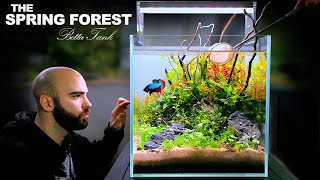 The Spring Forest 30cm BETTA FISH Ecosystem Cube NO FILTER DIRTED Aquascape Tutorial [upl. by Aihsar363]