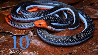 Top 10 Venomous Snakes  Cobras Corals Kraits [upl. by Ariec]