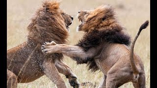 Endless Kingdom  Clash of Predators  Wildlife Nat Geo [upl. by Liagaba]