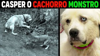 Casper  O CACHORRO MONSTRO QUE ENFRENTOU 11 COIOTES [upl. by Anay185]