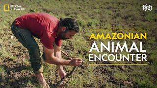 Amazonian Animal Encounter  Primal Survivor  हिन्दी  Full Episode  S2  E1  National Geographic [upl. by Falk280]