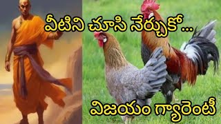 కోడి పుంజులోని లక్షణాలు అనుసరించే వారి లైఫ్‌లో విజయం గ్యారెంటీ chanakyaniti motivation telugu [upl. by Arukas]