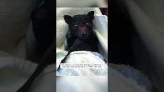 This bat was rescued after being washed down a drain and was adopted animalshorts [upl. by Aneetsirhc]