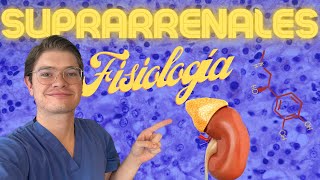 Fisiología de las glándulas SUPRARRENALES [upl. by Tenneb943]