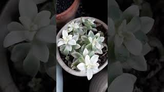 Variegated Mirinae variegatedplants succulent suculentas graptopetalum [upl. by Veronica308]