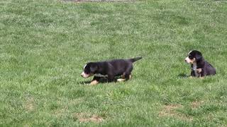 Entlebucher Mountain Dog Puppies For Sale [upl. by Lleirbag]