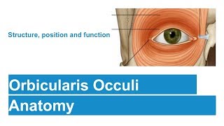 Orbicularis Occuli [upl. by Airamas]