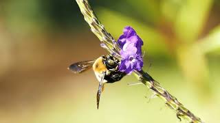 Sonido abejorro Zumbido  Bumblebee sound buzz  大黃蜂聲音嗡嗡聲  Bourdonnement de bourdon [upl. by Sidwohl967]