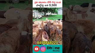 పొట్టేలు జత 9500 శనివారం డోన్ సంతలో గొర్రెల రేట్లు sheep goat market trending short [upl. by Noland640]