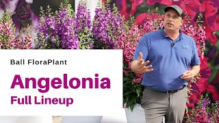 Explore the FULL Angelonia Lineup from Ball FloraPlant [upl. by Dola560]