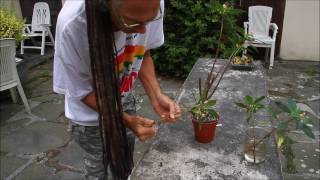 How to prune Impatiens and get cuttings [upl. by Cynthea]