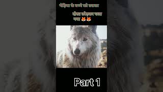 भेड़िया का बच्चा बहुत परेशान।। shorts viral lion 🦁🦁 [upl. by Howell]