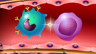 Vaccines and the Immune Response How Vaccines Work [upl. by Afrikah888]