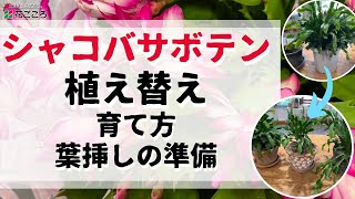 【基本】シャコバサボテン植え替え【株分け】 [upl. by Loree]