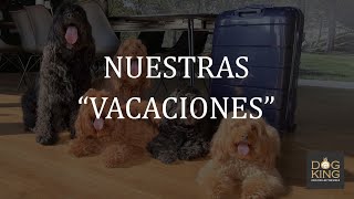 🐾🐶Así han disfrutado de las VACACIONES nuestros PERROS DE TERAPIA🧳🦮 AUSTRALIAN COBBERDOG [upl. by Donnamarie]