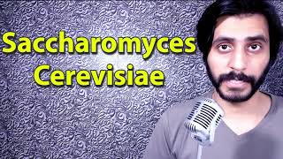 How To Pronounce Saccharomyces cerevisiae [upl. by Leitnahs]