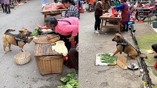 HighIQ dogs help their owners buy and sell vegetables🤑 [upl. by Eph971]