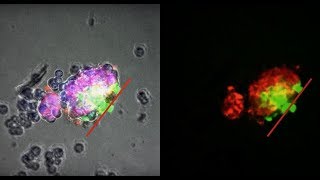 SelfOrganizing Multicellular Structures [upl. by Eladnwahs]