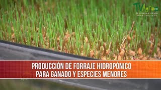 Como Producir Forraje Hidroponico para Ganado TvAgro por Juan Gonzalo Angel Restrepo [upl. by Shaylah]