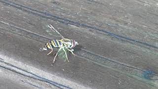 Hoverfly or Sweat Bee [upl. by Jobey]