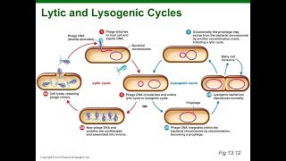 Life Cycle of Bacteriophage  Lytic and lysogenic cycle [upl. by Keeley]