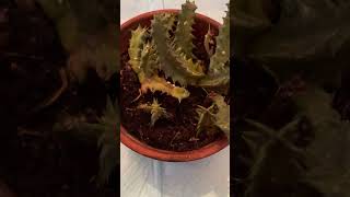 Dj Malilisa English name Huernia primulina  Watch witches cry Potent back to sender this one [upl. by Lucilla]