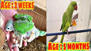 Ringneck Chick From 2 Weeks To 5 Months Growth [upl. by Kirre836]