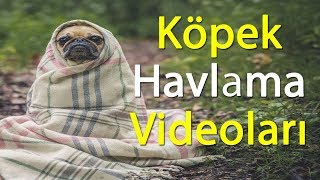 Köpek Havlamaları Videoları  Havlayan Eğlenceli Tatlı Köpekler [upl. by Winterbottom]