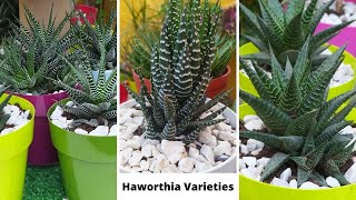 41 Best Haworthia Species with names  Haworthia varieties Types of Haworthia  Haworthia Succulent [upl. by Donny]