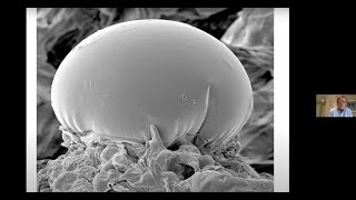 Exploring the fascinating development of cannabinoidproducing trichomes  Zamir Punja PhD [upl. by Ennyl]