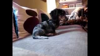 Mini Dachshund Puppy Dog Playing With New Friend [upl. by Atnohsal]