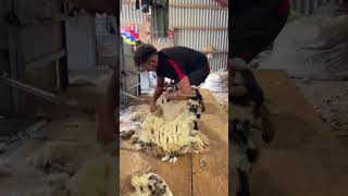 Shearing a sheep in 60 seconds [upl. by Ardnyk]