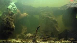 Corydoras presque tranquilles [upl. by Tori]