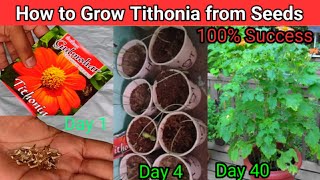 How to Grow Tithonia from Seed  Tithonia or Mexican Sunflower grow from seeds in 6 days [upl. by Akciret]