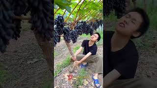 ✅ Cara orang China membuahkan pohon anggur shorts shortsvideo fruit tanamanhits [upl. by Netniuq]