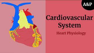 Heart Physiology  The Cardiovascular System [upl. by Dene105]