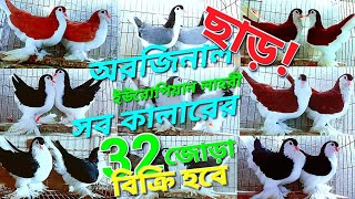 সকল কালার লাহরী সিরাজি কবুতর বিক্রি হবে  All Colour Lahore siraji pigeon for sale  29102024 [upl. by Eimorej]