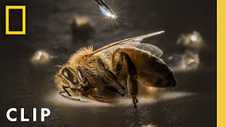 Anand Varma Captures a Honey Bee Story  Photographer  National Geographic [upl. by Andris]