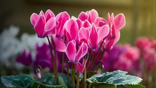 CYCLAMEN PROPAGATION FROM SEEDS  Germination period care [upl. by Myrwyn827]