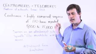 Centromeres and Kinetochores  Chromosomal Function [upl. by Whitehurst]