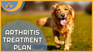 Treating Arthritis in Dogs  a plan to keep them pain free [upl. by Laurita129]