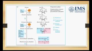 Glycolytic pathway [upl. by Alyehs]