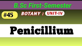 Penicillium  Ascomycota  bsc msc penicillin penicillium fungi lifecycles bscclasses [upl. by Lamaj]