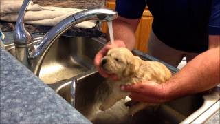 Puppies First Bath [upl. by Gabrielli]