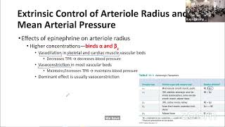 AampP Lecture  Extrinsic Control of Arterioles  Begin Capillaries [upl. by Rutherfurd166]