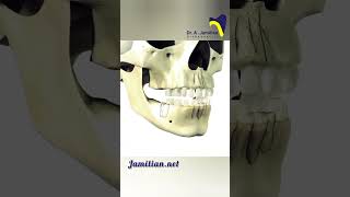 Sequence eruption of Primary and Permanent Dentition permanentdentitionbracingeruptionprimary [upl. by Eidnarb]