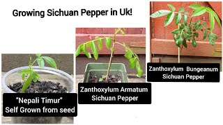 Growing Sichuan Pepper Timur in UK  Repotting 3 types of Sichuan Pepper Plants [upl. by Oicor]