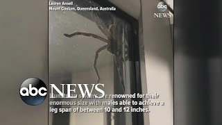 Hauntingly huge spider spotted in Australia [upl. by Nnahteb]